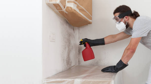 Professional Mold Cleanup technician working in Quincy, MA
