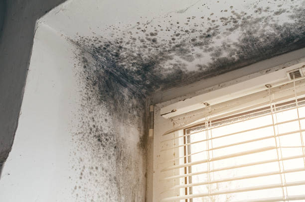Affordable Mold Cleanup solutions in Quincy, MA